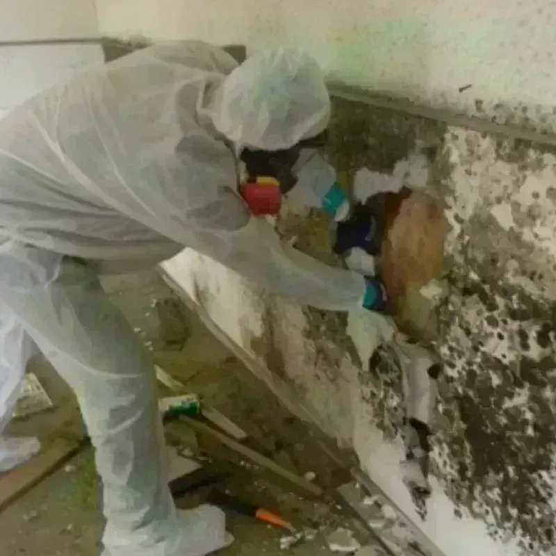 Mold Remediation and Removal in New Haven County, CT